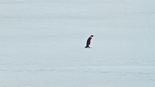 Penguin Walking On Snow