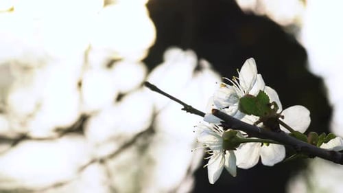 Fresh white flowers of a fruit tree backlit by the sunshine. Beautiful dreamy close up view, dolly r