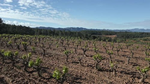 Vineyards covering the priorat region in catalonia