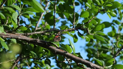 Butterfly Flapping Its Wings While Resting on a Branch
