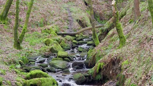 Small, slow moving woodland stream, flowing slowly through the forest trees. Damp moss covered rocks