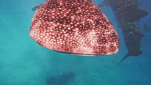 Whale Sharks Underwater On Cebu Island
