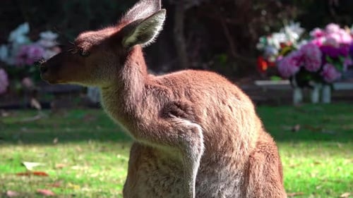 UHD close-up side profile of a red kangaroo with reddish-brown fur, standing in a grassy area and ga