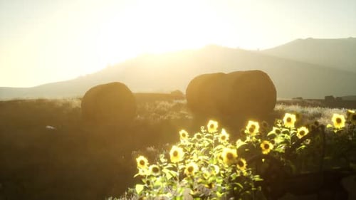 Golden Hour Sunflowers and Hay Bales in a Rural Field