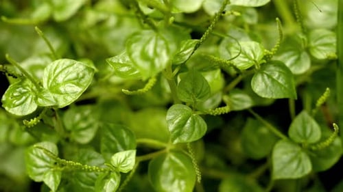 Pepper elder or Peperomia pellucida is a wild plant that can be used as an alternative herbal medici