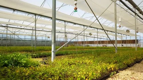 Aerial view of fruit and vegetable seedlings grown in greenhouse with drone.
