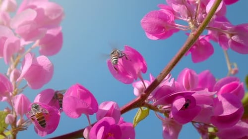 Bees Pollinating Pink Tropical Flowers on Sunny Day