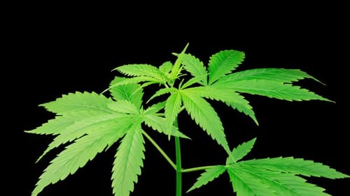 Marijuana Plant Growing