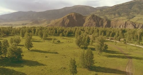 Aerial View Low Flight Above Evergreen Pine Tree Landscape with Endless Mountain Forest at Sunny