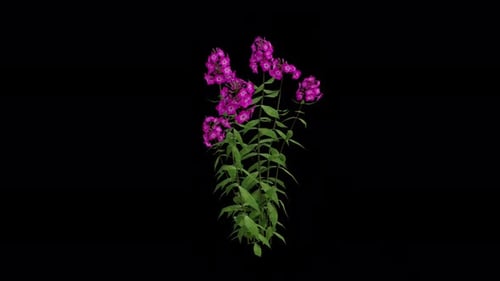Garden Phlox Plant blowing in the wind. Animated Flowering Plant. Alpha Channel. Loop Animation