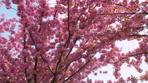 Rosa Blüten am Baum der blühenden Sakura. Kirschblüte im Frühling.