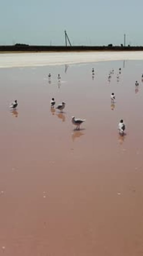 Seagulls at Pink Salt Lake Dunaliella Salina Impart a Red Pink Water in Mineral Lake with Dry