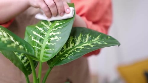 Young Woman in Apron Wipes Dust From Green Leaves of Dieffenbachia Care of Indoor Plants