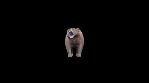 Bear Roar Front