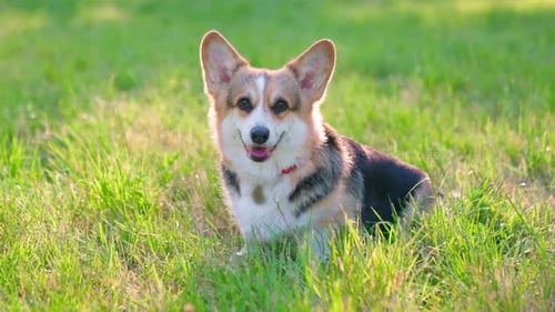 Pembroke Welsh Corgi Grass