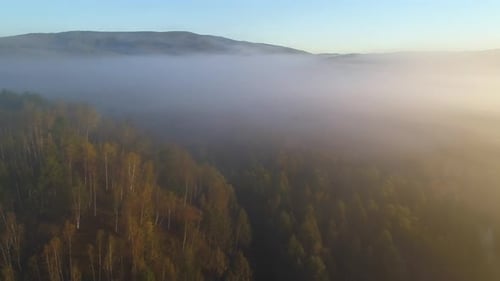 Aerial Panoramic Landscape Fog Covers Green Trees Forest at Dawn Soft Sunlight Diffuses Into the Fog