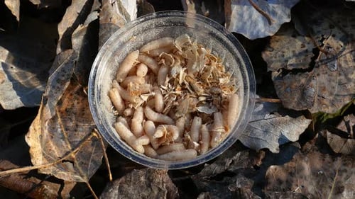 Larvas de mosca