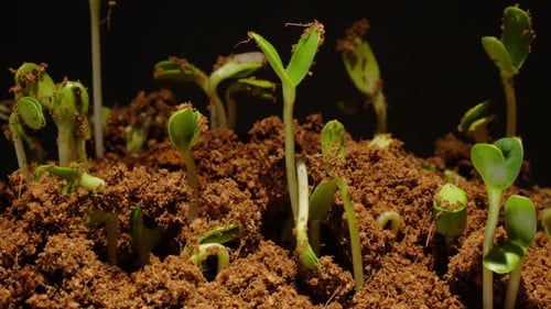 Macro shot of seed growing into a small plant with fresh green leaves over time.