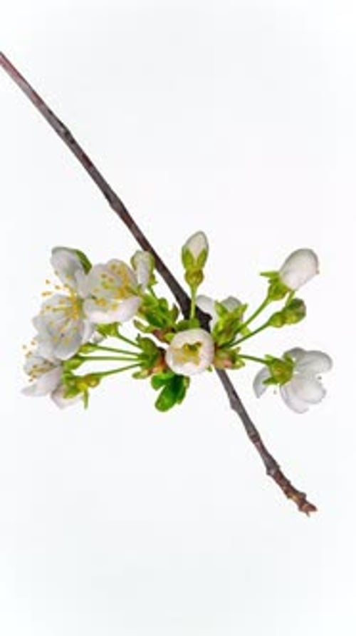 White Blossoms Blooming on a Branch Time-Lapse