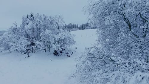 Snowy Winter Landscape With Trees and Hills