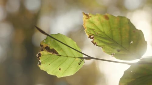 Backlit Leaves on a Branch in Forest