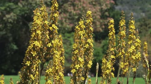 Blooming Yellow Flowers In Kirstenbosch National Botanical Gardens In Cape Town, South Africa. Close