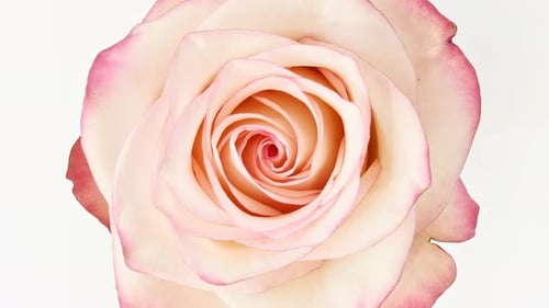 Close Up of a Beautiful Pink and White Rose