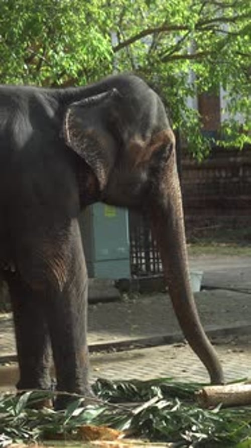 Vertikales Video eines asiatischen Elefanten auf dem Feld in Sri Lanka 0023