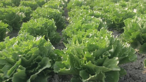 Green Leaf Lettuce Growing, Healthy Farm Produce