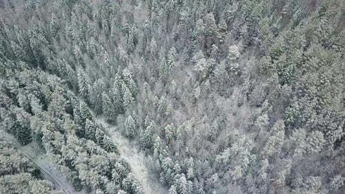 Aerial Footage of a Snowy Winter Forest