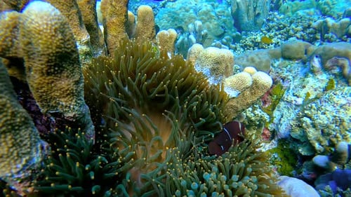 Vista submarina de un pez payaso que vive entre los tentáculos de una anémona en un arrecife de coral Raja Ampat