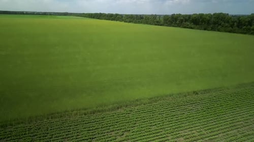 Vista aérea de campo verde en Ucrania
