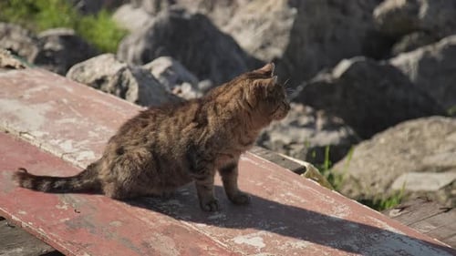 Straßenkatze, liegend, lecken, putzen, 4k UHD Slowmo.