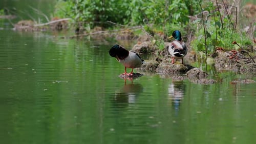 Ducks Standing near Pond Water in Natural Habitat