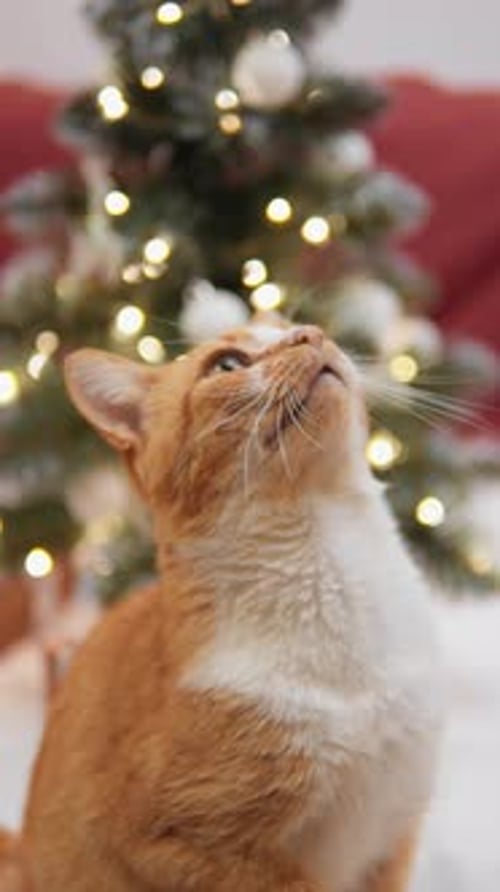 The Festive Cat Joyfully Gazes at the Decorated Christmas Tree Adorned with Cheerful Ornaments and