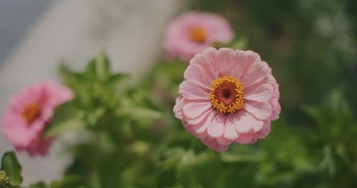 CloseUp of Pink Zinnia Flower in Full Bloom