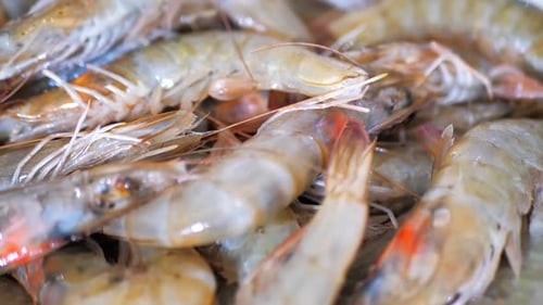 Pile of Uncooked Fresh Prawns Close Up