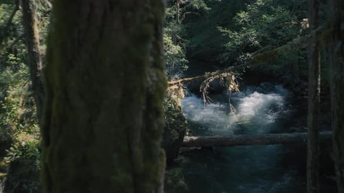 Strong river stream flowing between the trees in the rainforest