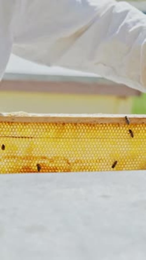 Bees on Honeycomb Frame in Bee Yard