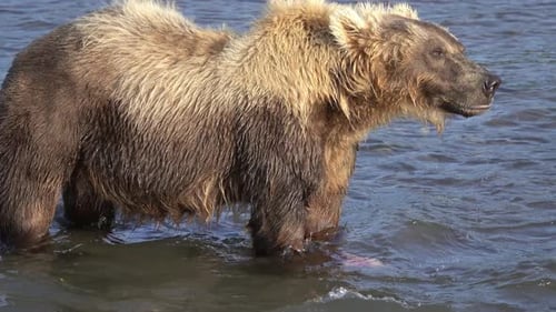 Brown Bear Eats Fish in River