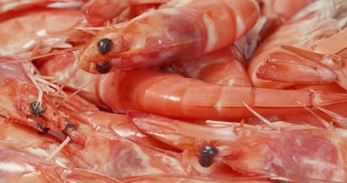 Boiled Shrimp with Shell Intact Rotating Background. Cooked Seafood Prawns with Heads and Tails