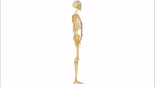 Detailed illustration of human psoas major muscle anatomy