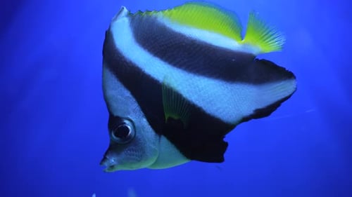 Los peces payaso nadan en el océano cerca de los arrecifes
