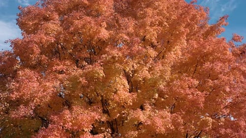 A colorful orange autumn tree is displayed in a close shot under a blue sky as the camera tilts.