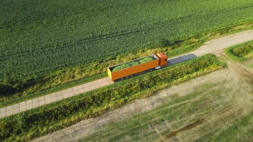 Heavy Truck is Carrying Cargo of Fresh Harvested String Beans on Dirty Road Between Agricultural