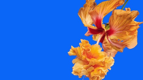 Blooming Orange Hibiscus Flower on Blue Background