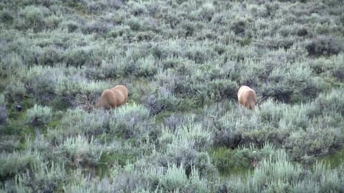 White tailed deer feeding