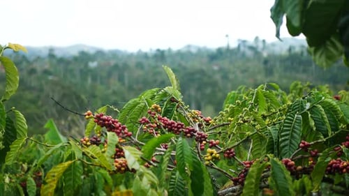 fresh coffee berries