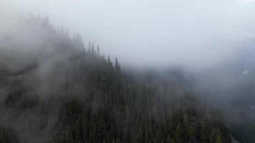 Misty Mountain Forest, Aerial View. Foggy Trees. British Columbia, Canada.