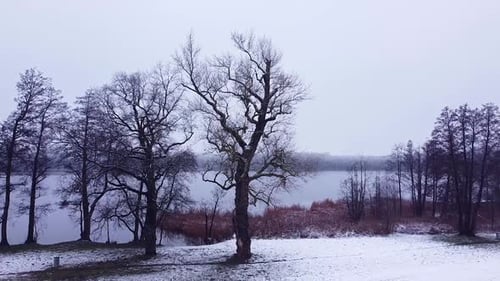 Old gnarled trees at the shore of the lake in winter. A thin layer of snow covers the ground and tre